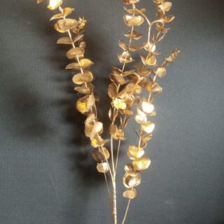 Golden Eucalyptus Branch