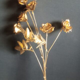Golden Rose