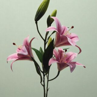 Oriental Lily-IMG20251101153310