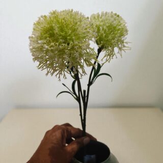 Pinkusion Protea- Green-IMG20251101153351