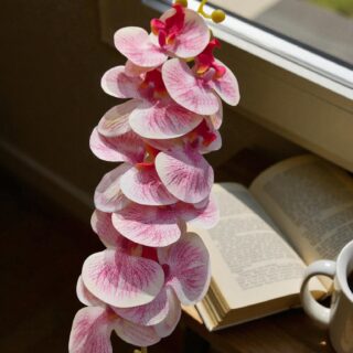 Ophalaenopsis orchid-3918