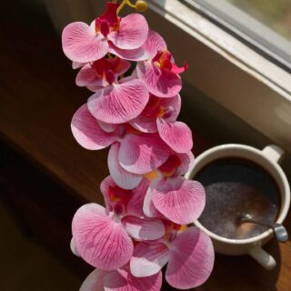 Ophalaenopsis orchid-3942