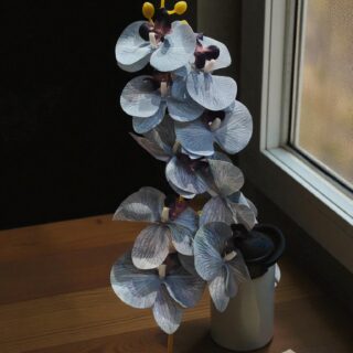 Ophalaenopsis orchid blue-4008