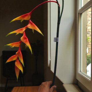 Heliconia Plant-4500