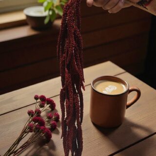 Amaranthus Mehroon