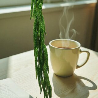 Ametheeus Green 5646